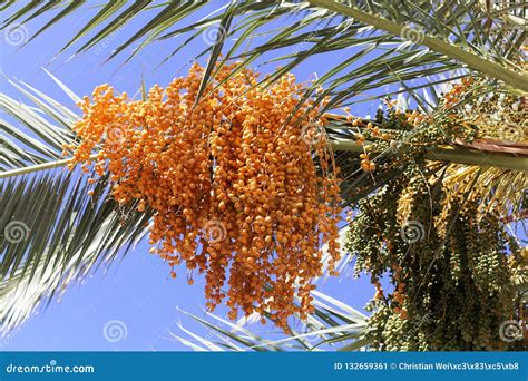 Varieties of date palm fruits (Phoenix dactylifera L.), .